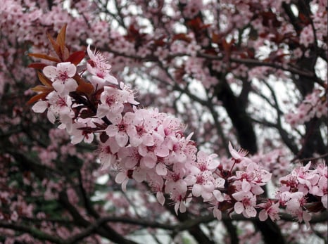 Close up color photograph of pink spring blossoms on a tree branch